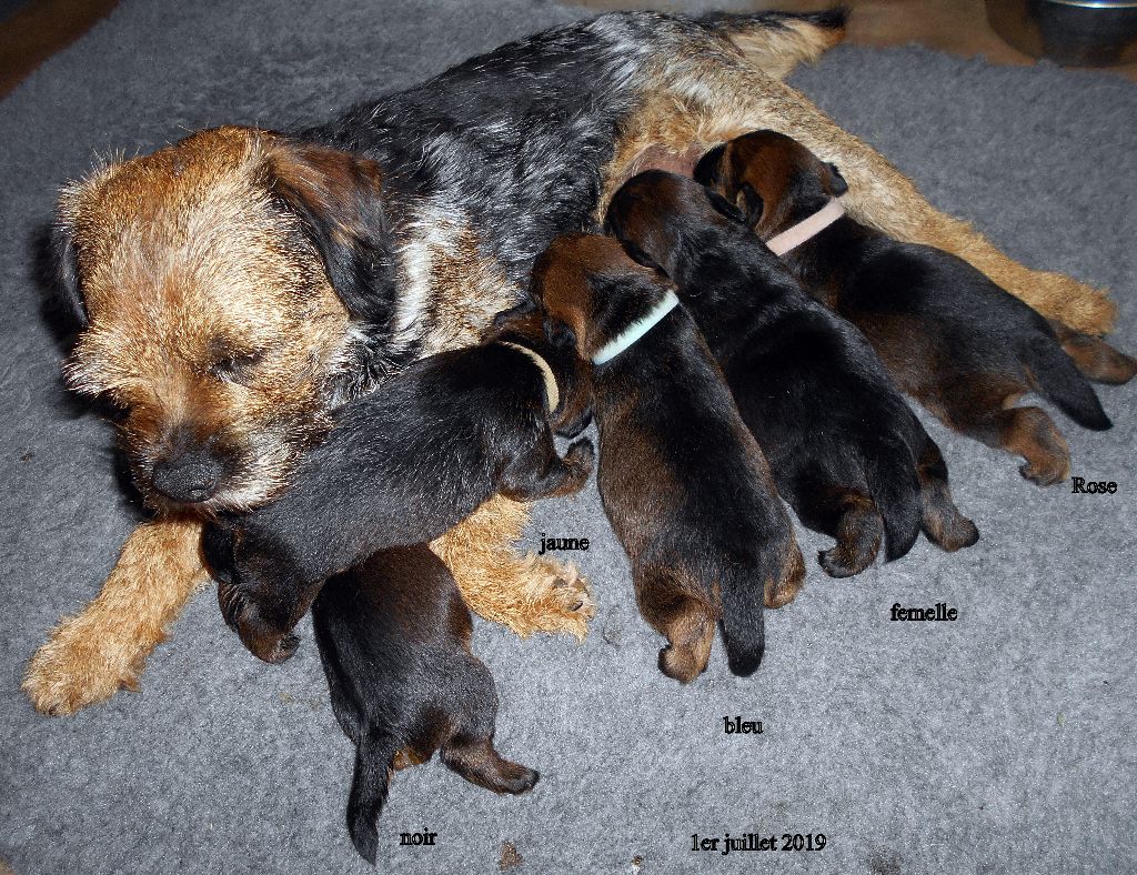 du chant du coucou - Border Terrier - Portée née le 15/06/2019
