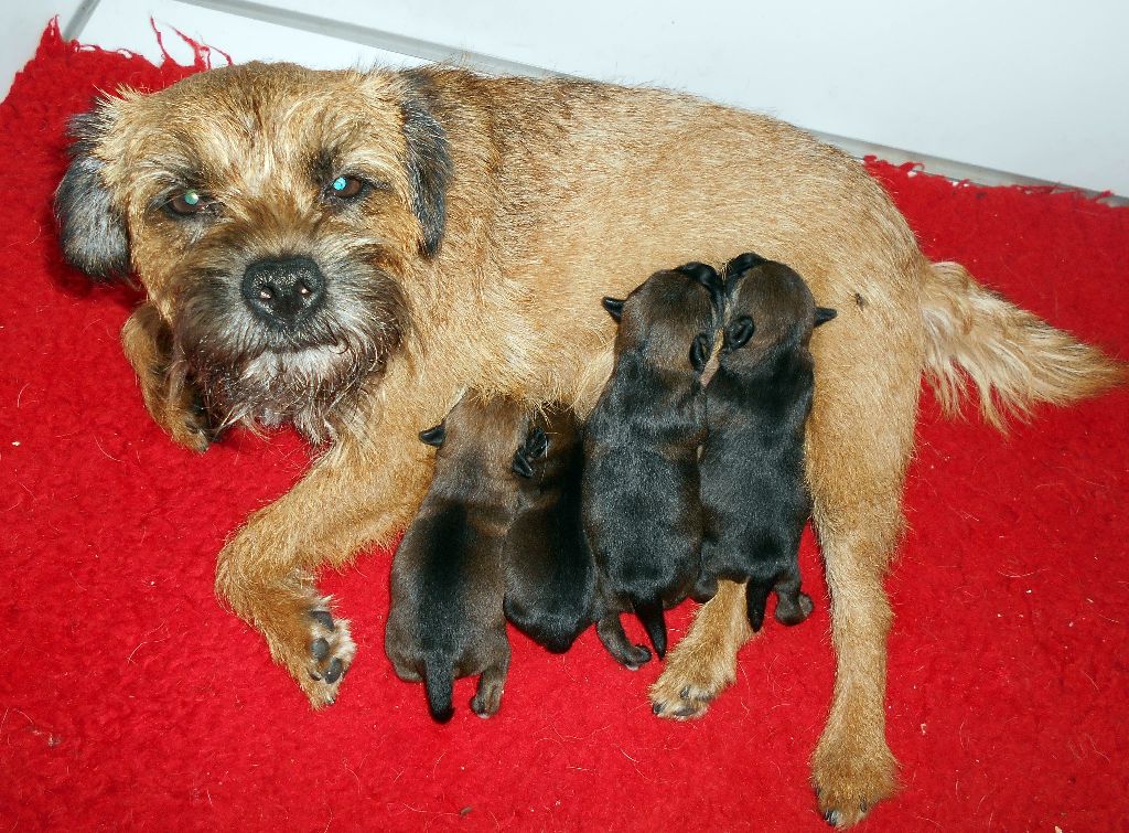 du chant du coucou - Border Terrier - Portée née le 27/04/2020