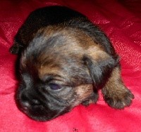 Oscar
