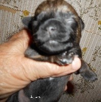 CHIOT