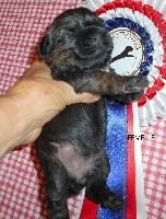 PUPPY