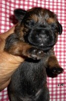 CHIOT