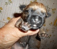 CHIOT