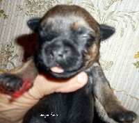 CHIOT