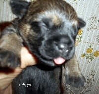CHIOT
