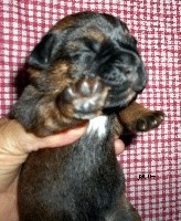CHIOT