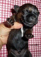 CHIOT