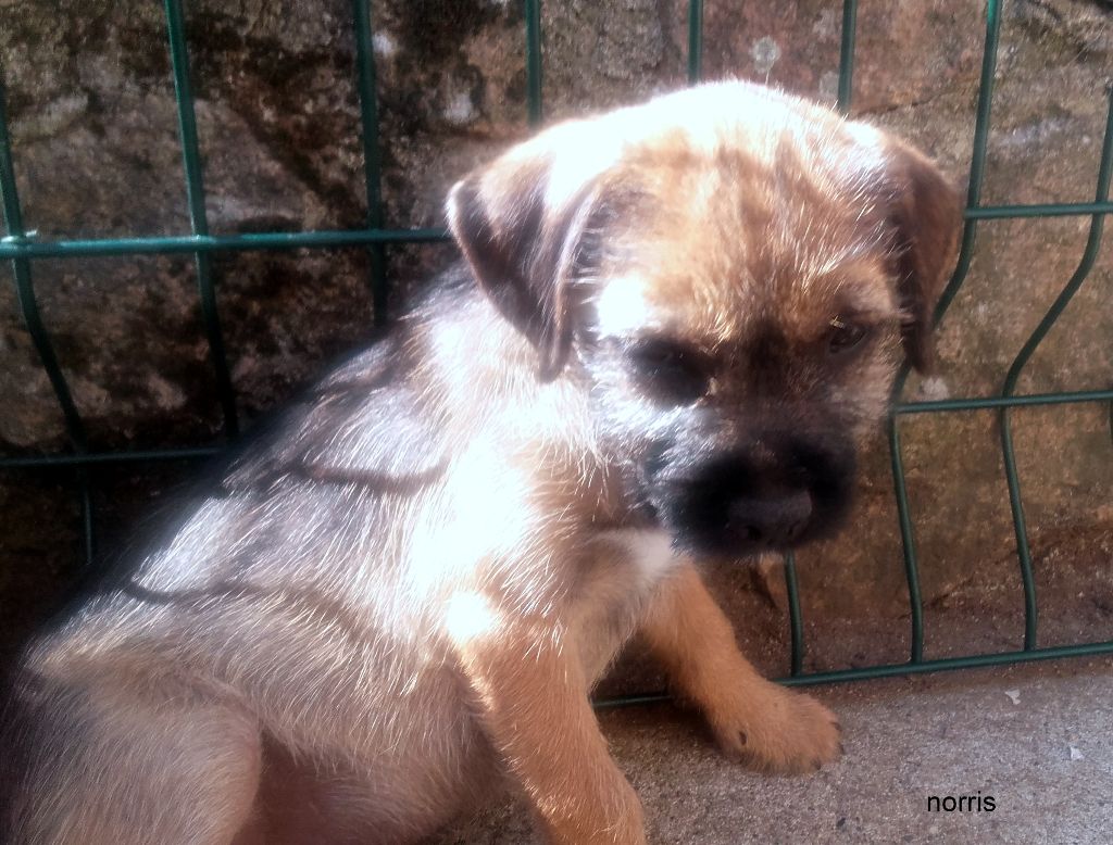 Chiot Border Terrier du chant du coucou
