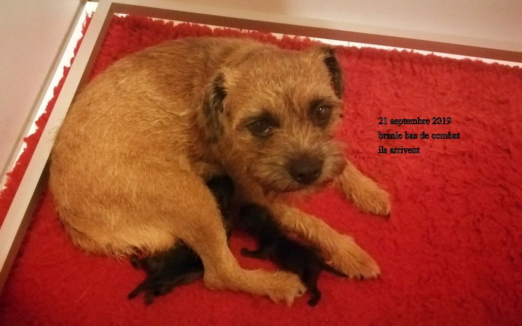 du chant du coucou - Border Terrier - Portée née le 21/09/2019