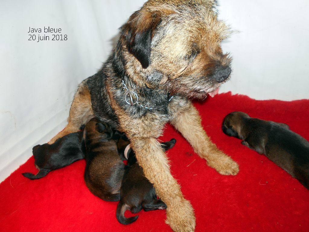 du chant du coucou - Border Terrier - Portée née le 09/06/2018